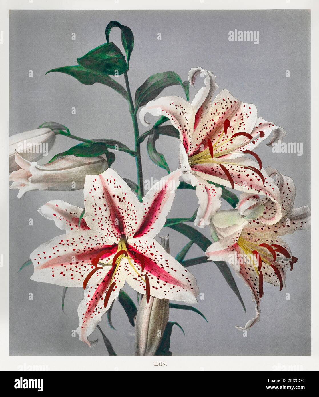 Lily; Kazumasa Ogawa (japonais, 1860 - 1929); Yokohama, Japon; 1896; collotype de couleur main Banque D'Images