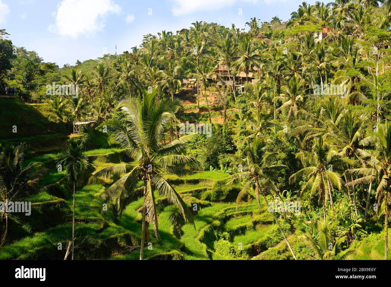 Vue imprenable sur les drone aériens de la magnifique île de Bali paysage  tropical avec palmiers jungle et terrasse rizicole sous un ciel bleu de  lever de soleil en Asie Photo Stock -