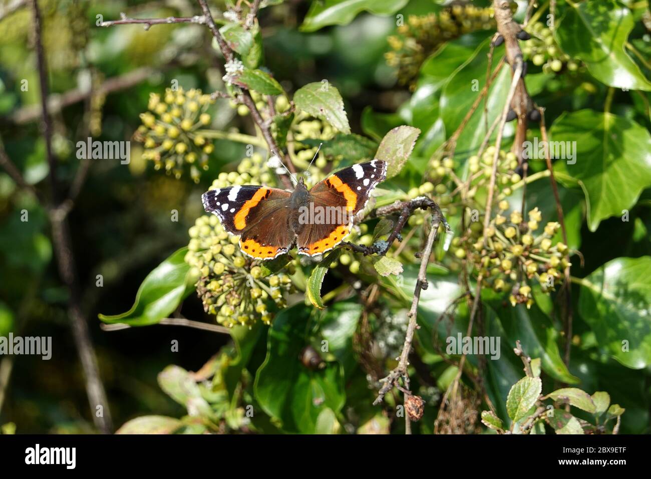 Le papillon de l'amiral rouge se réchauffe au soleil dans la campagne britannique Banque D'Images