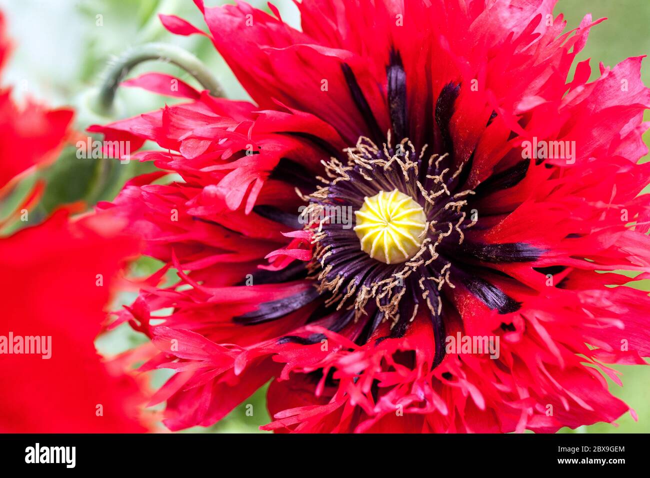 Pavot à opium rouge Papaver somniferum Banque D'Images