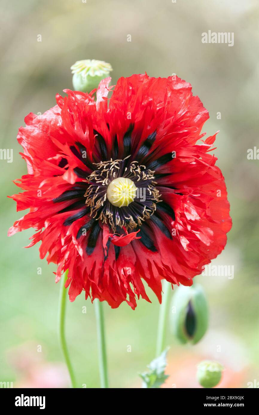 Pavot à opium rouge Papaver somniferum Banque D'Images