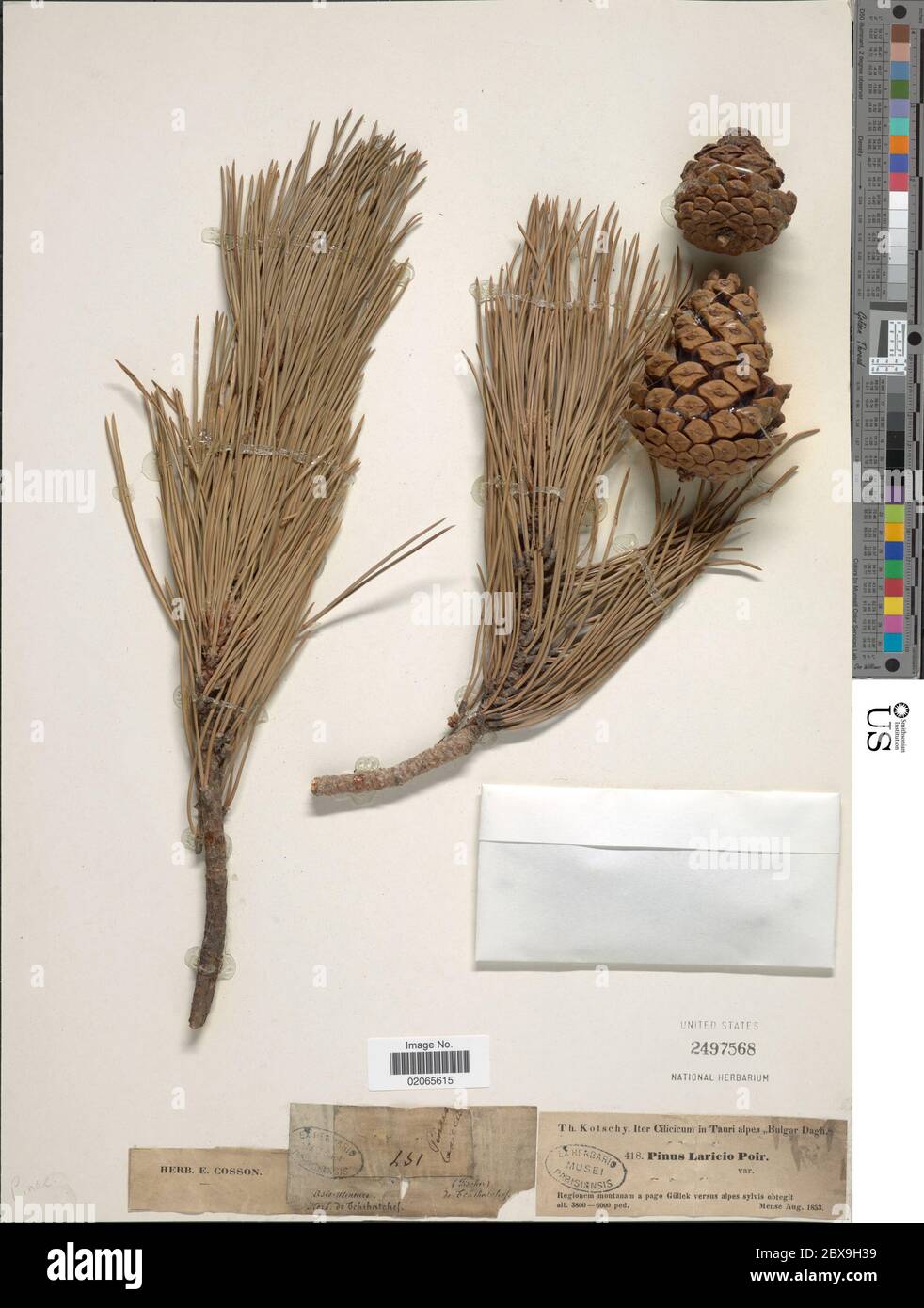 Pinus laricio Savi Pinus laricio Savi. Banque D'Images