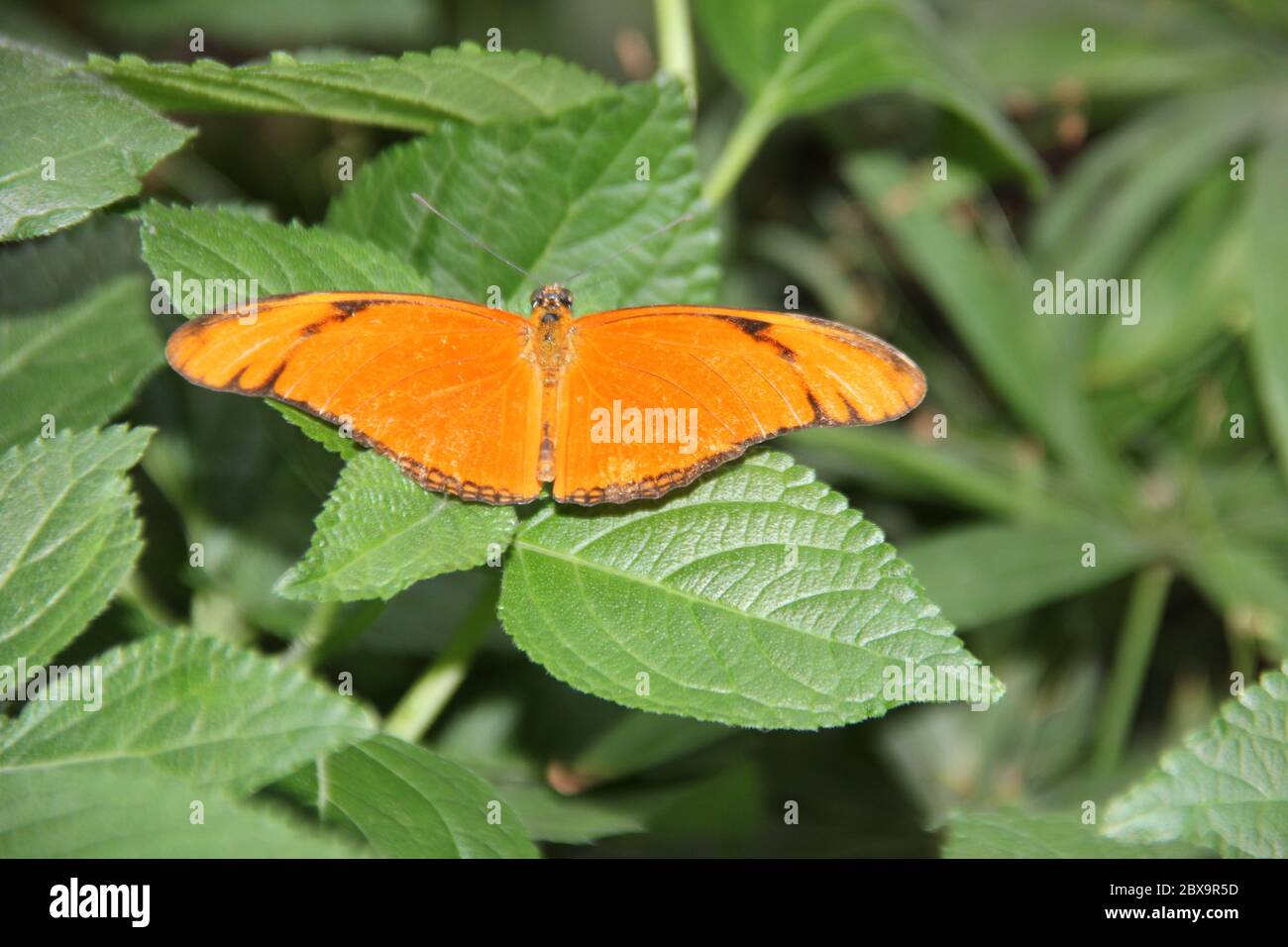 Orange passion fleur papillon Banque D'Images