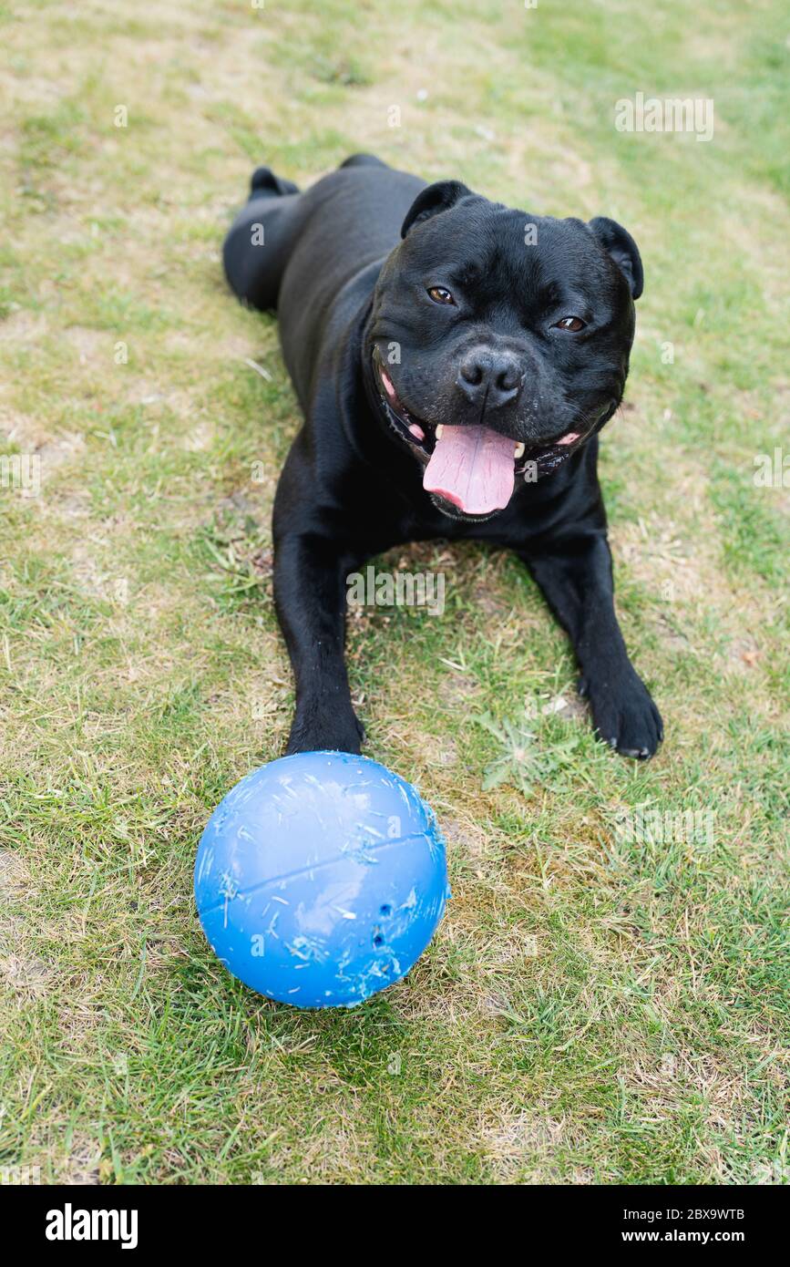 Chien de taureau souriant Staffordshire allongé sur l'herbe avec une boule en plastique bleu avec des marques de retrait de jouer. Banque D'Images