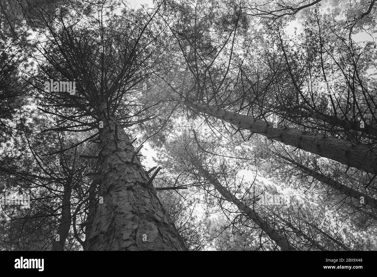 Forêt infrarouge Banque D'Images