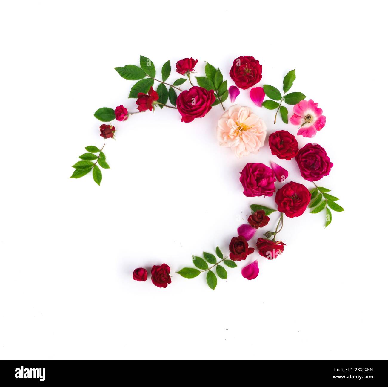 Composition des fleurs. Fleurs roses sur fond blanc. Flat lay, vue de dessus Banque D'Images