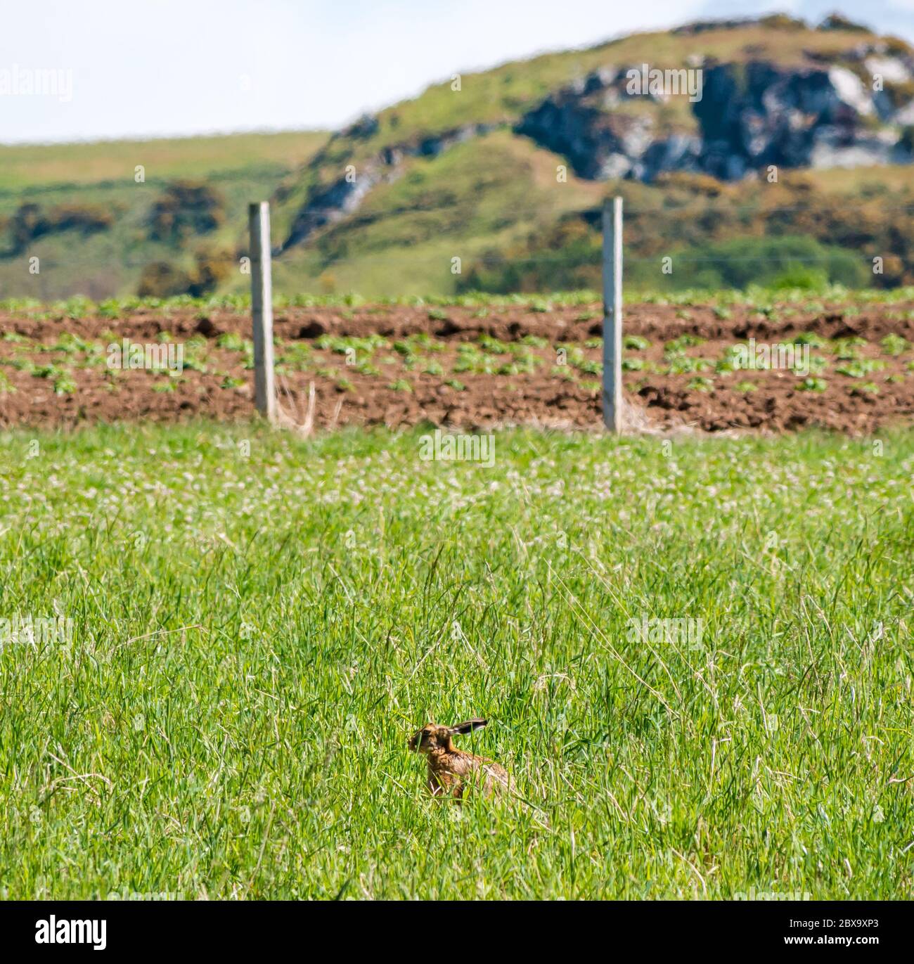 East Lothian, Écosse, Royaume-Uni, 6 juin 2020. Météo britannique : faune d'été. Un lièvre brun prend le soleil dans un champ ensoleillé Banque D'Images