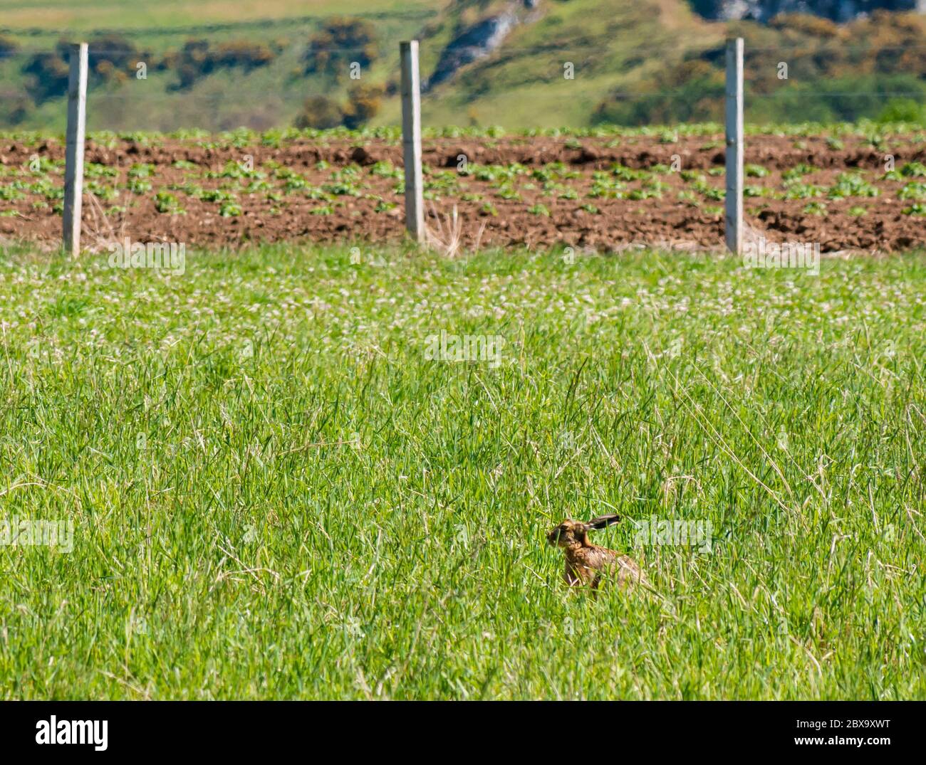 East Lothian, Écosse, Royaume-Uni, 6 juin 2020. Météo britannique : faune d'été. Un lièvre brun prend le soleil dans un champ ensoleillé Banque D'Images