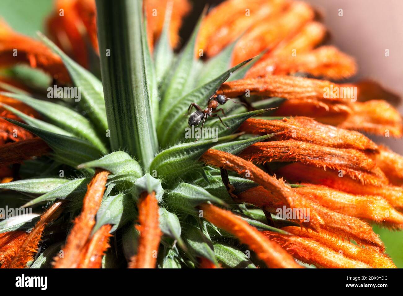 Queue du lion Leonotis ocymifolia Banque D'Images