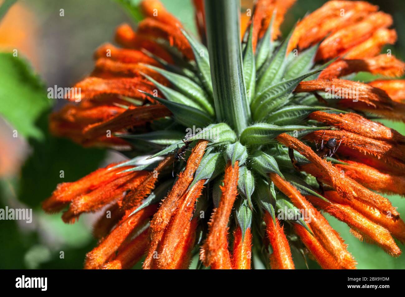 Queue du lion Leonotis ocymifolia Banque D'Images