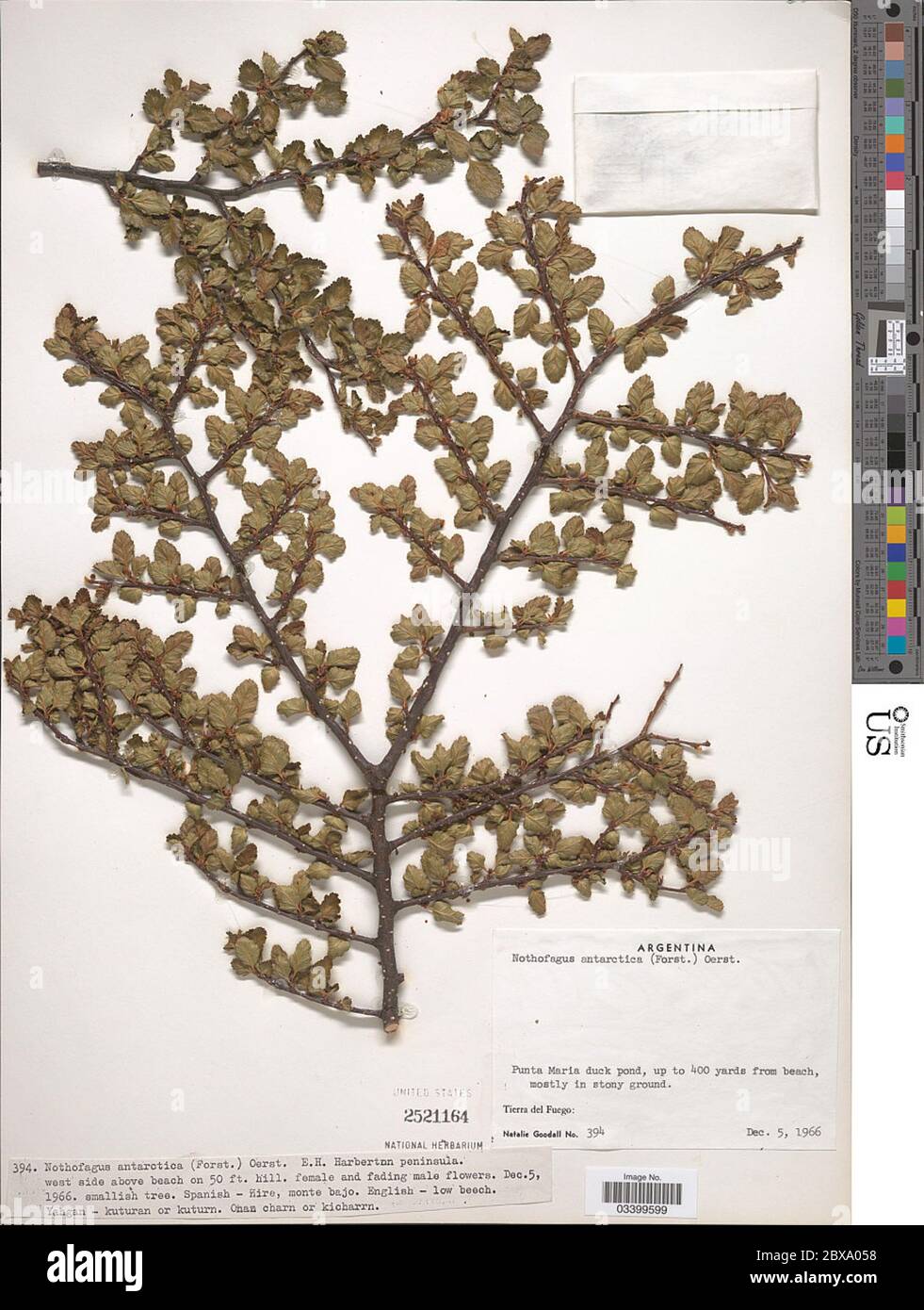 Nothofagus antarctique G Forst Oerst Nothofagus antarctique G Forst Oerst. Banque D'Images