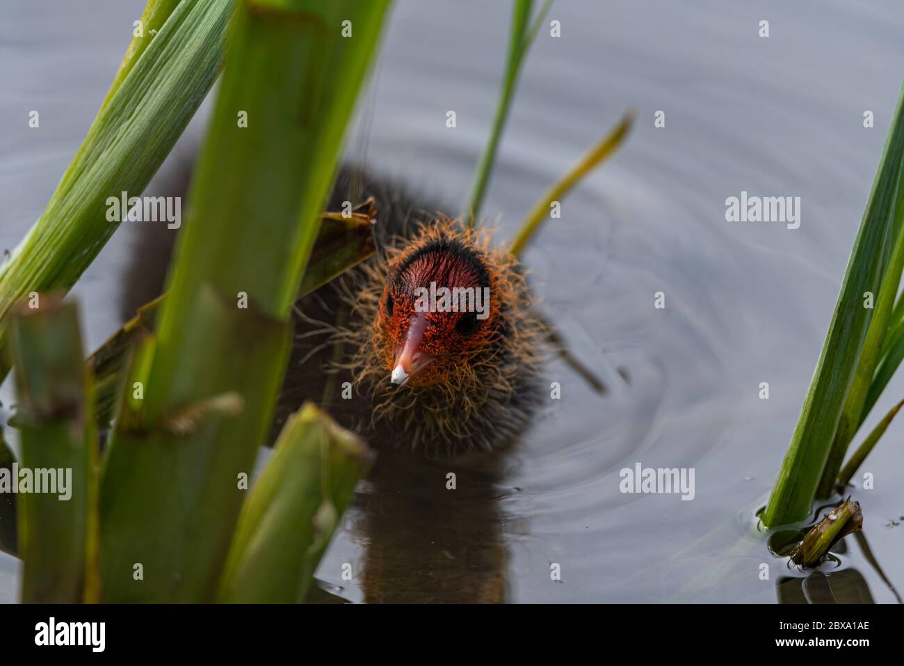 Nouveau-né eurasien, ou coot Fulica atra natation sur un étang au Royaume-Uni Banque D'Images