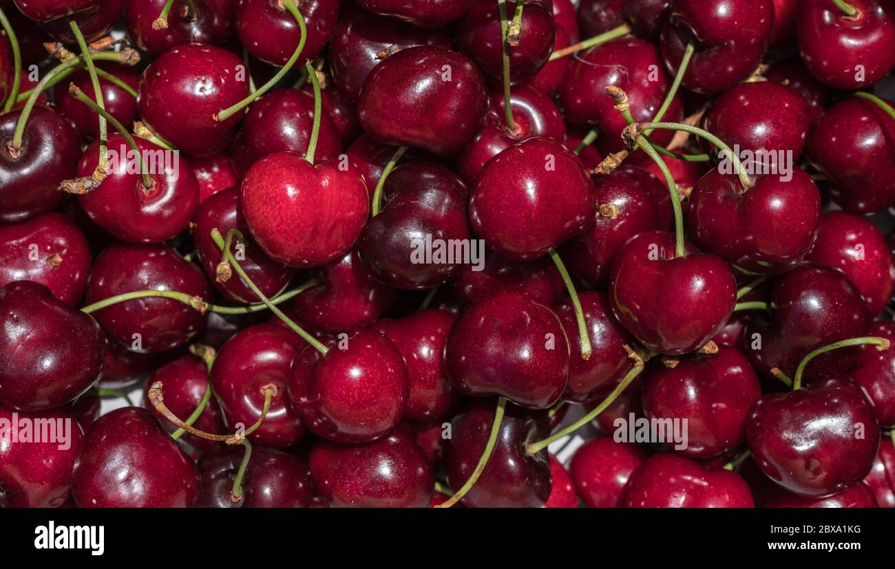 Cerisier détail macro de délicieuses cerises fraîches mûres rouges avec tige vert vif, fond de nourriture parfait fond de cerise douce Banque D'Images