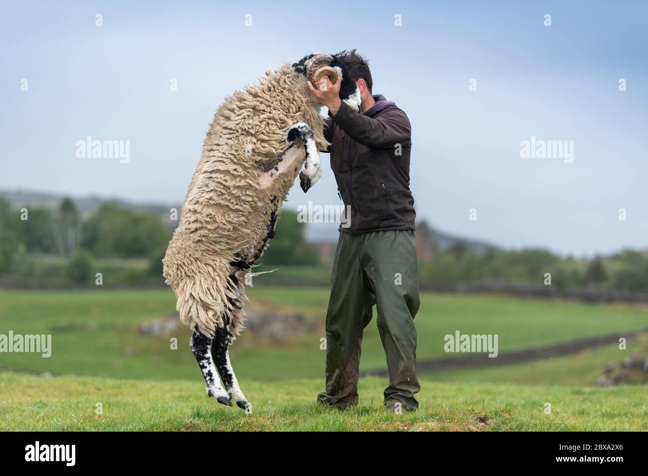 Shepherd tenant un mouton qui saute et semble qu'ils dansent. North Yorkshire, Royaume-Uni. Banque D'Images