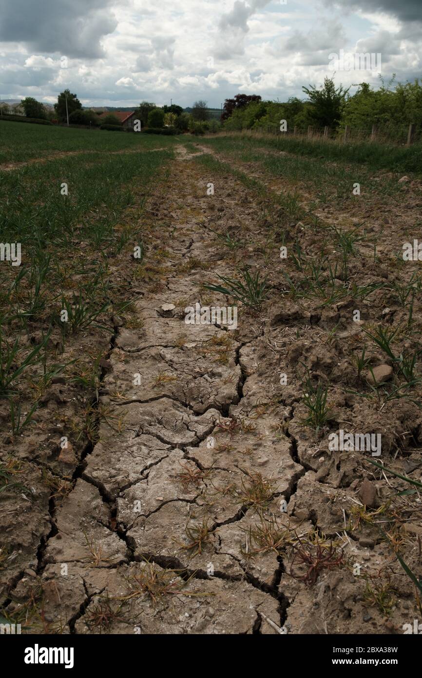 Terre fissurée dans le champ de travail du sol Banque D'Images