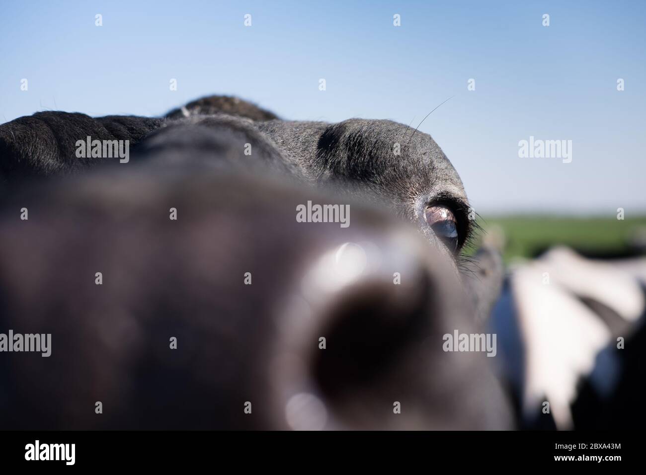 Vue amusante au nez flou d'une vache noire et blanche éclairée par le soleil, tête vers le haut. Concentrez-vous sur l'œil Banque D'Images
