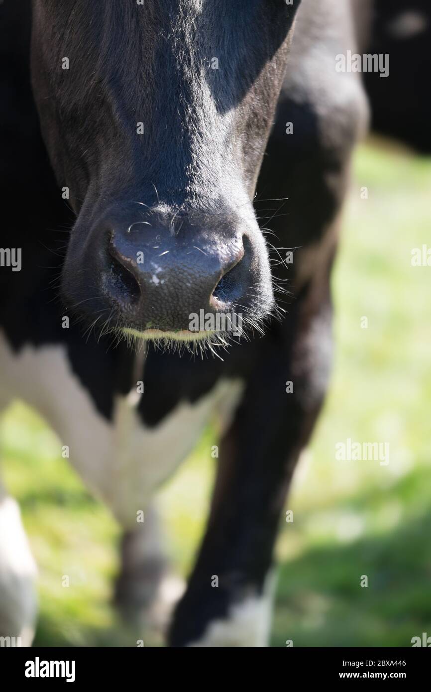 Avant d'une vache noire et blanche marchant vers l'appareil photo dans un pré vert ensoleillé. Concentrez-vous sur le nez. Image verticale Banque D'Images