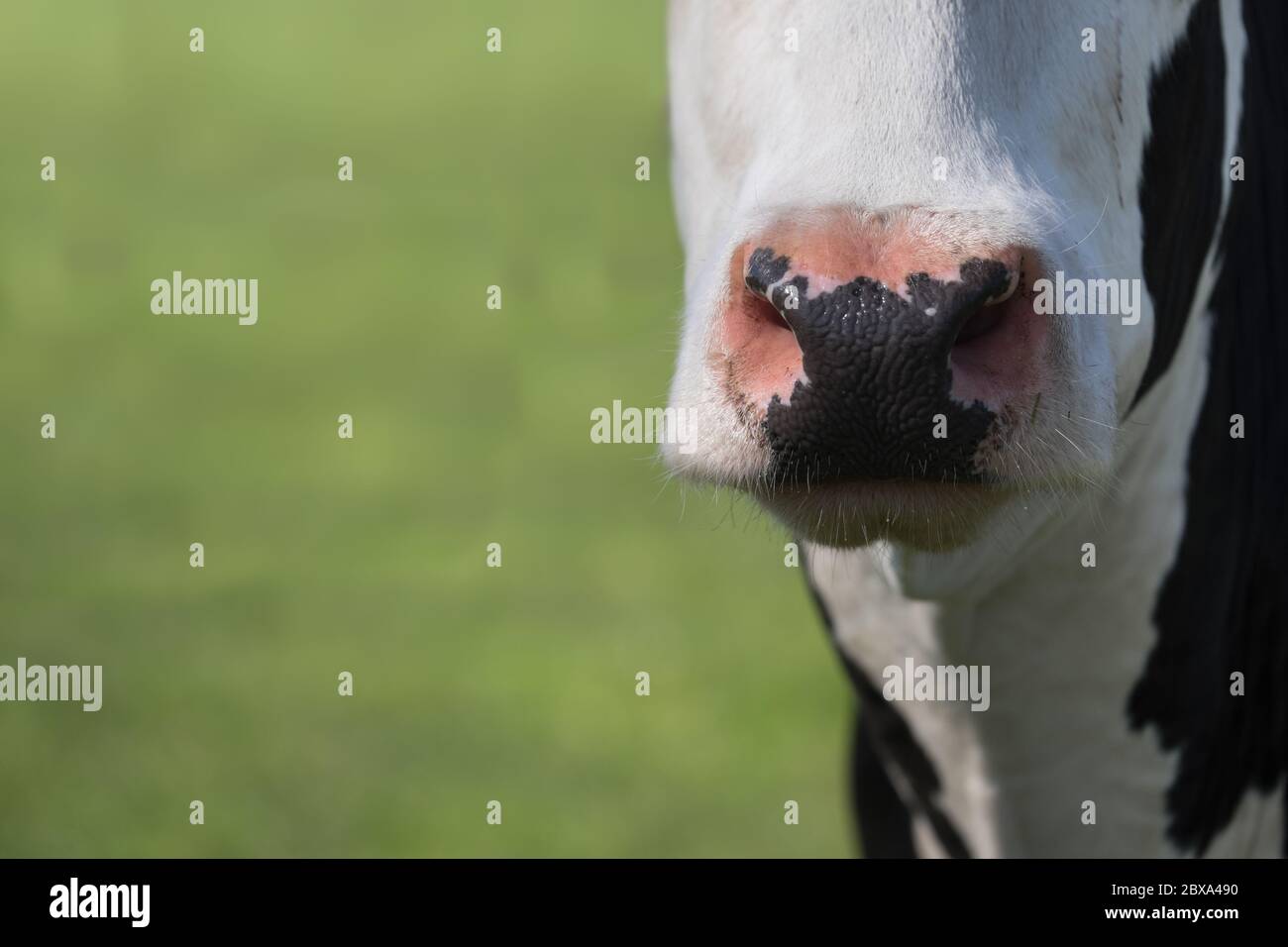 Gros plan du nez d'une vache noire et blanche éclairée par le soleil, dans de l'herbe verte fraîche avec d'autres vaches broutantes. Concentrez-vous sur le nez de la vache Banque D'Images