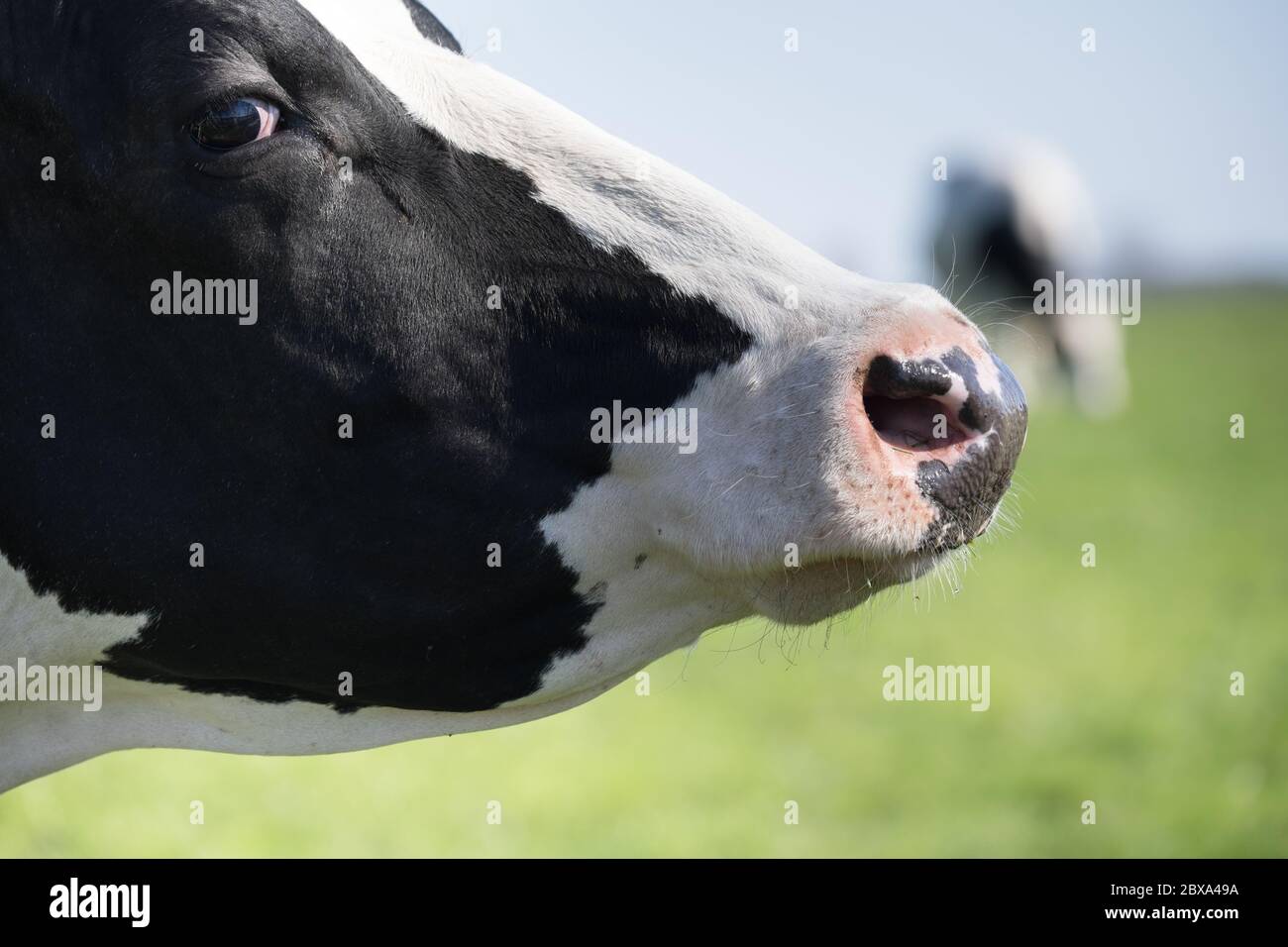 Vue latérale avec accent sur le nez et l'œil d'une vache noire et blanche fière, arrogante et prudente dans un pâturage vert. Vache brouillée floue en arrière-plan Banque D'Images