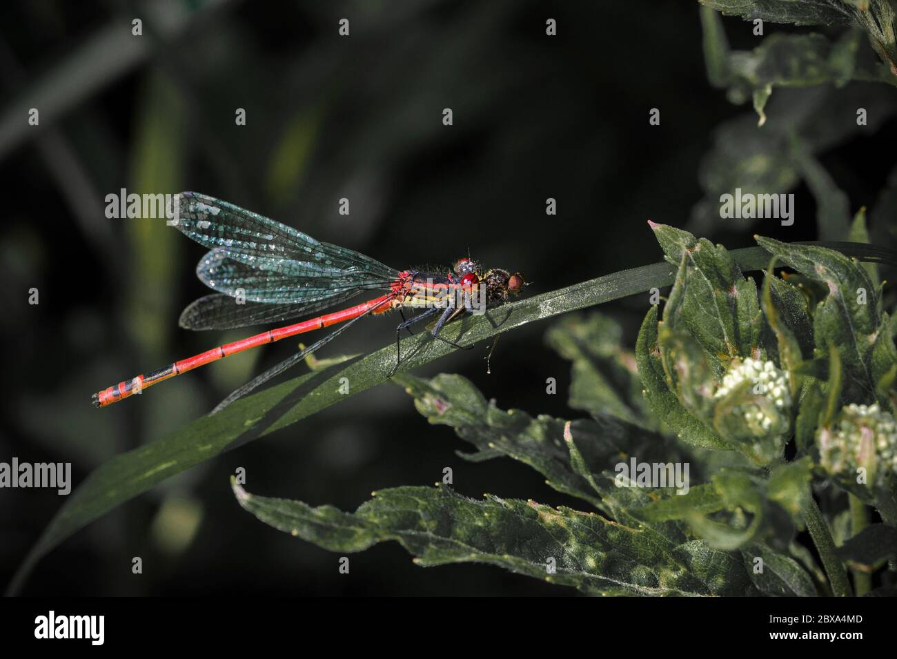 Gros plan d'une grosse mouche rouge sur une feuille avec une proie capturée tenue dans ses mandibles. Banque D'Images