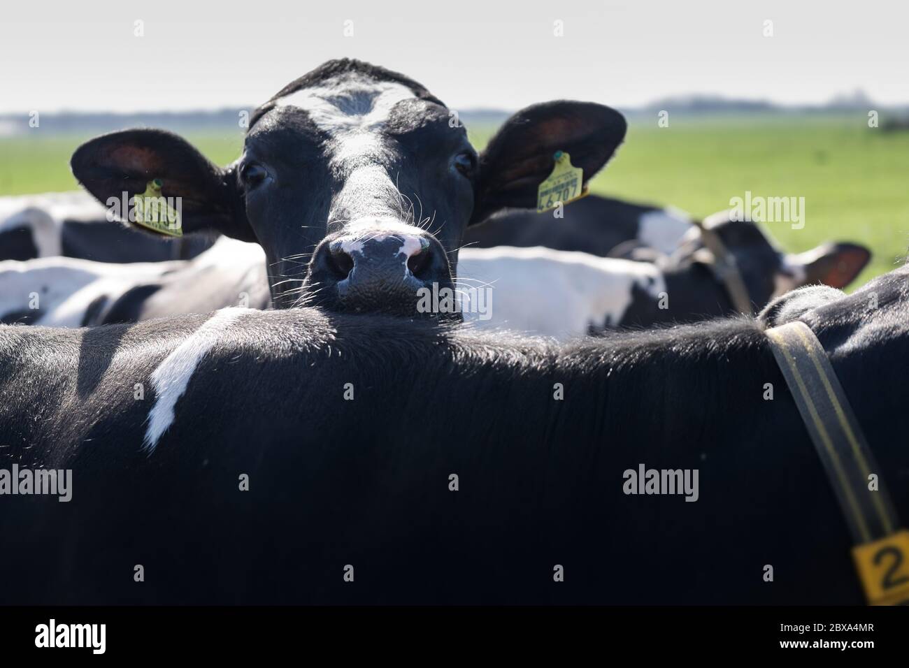 La vache noire et blanche avec des étiquettes d'oreille plie sa tête au-dessus de l'arrière d'une autre vache parmi d'autres vaches dans un pâturage vert au printemps. Concentrez-vous sur le nez Banque D'Images