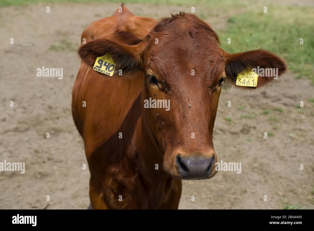 Vue de face de la tête d'une vache rouge debout sur un pré sec et sablonneux Banque D'Images
