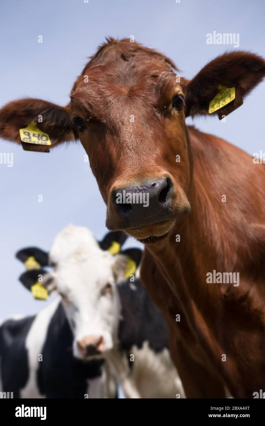 0: Portrait d'une jolie et curieuse vache rouge regardant dans l'appareil photo. Vaches noires et blanches floues en arrière-plan. Image verticale Banque D'Images