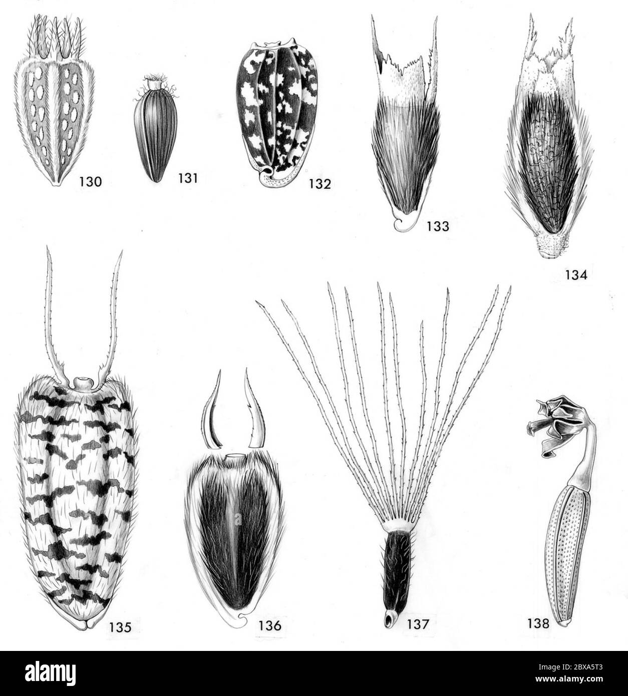 Helianthus annuus L Helianthus annuus L. Banque D'Images