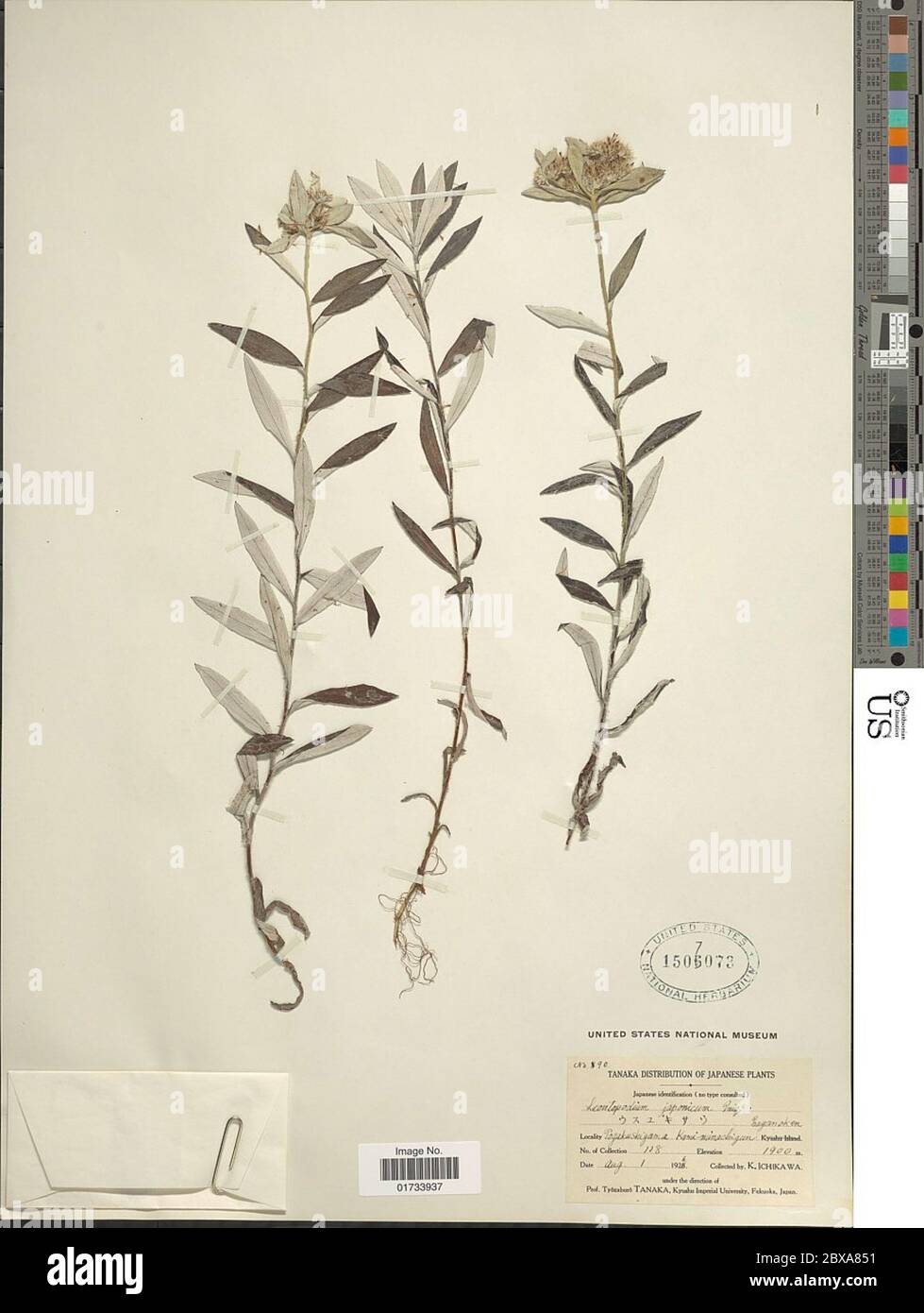 Leontopodium japonicum Leontopodium japonicum. Banque D'Images