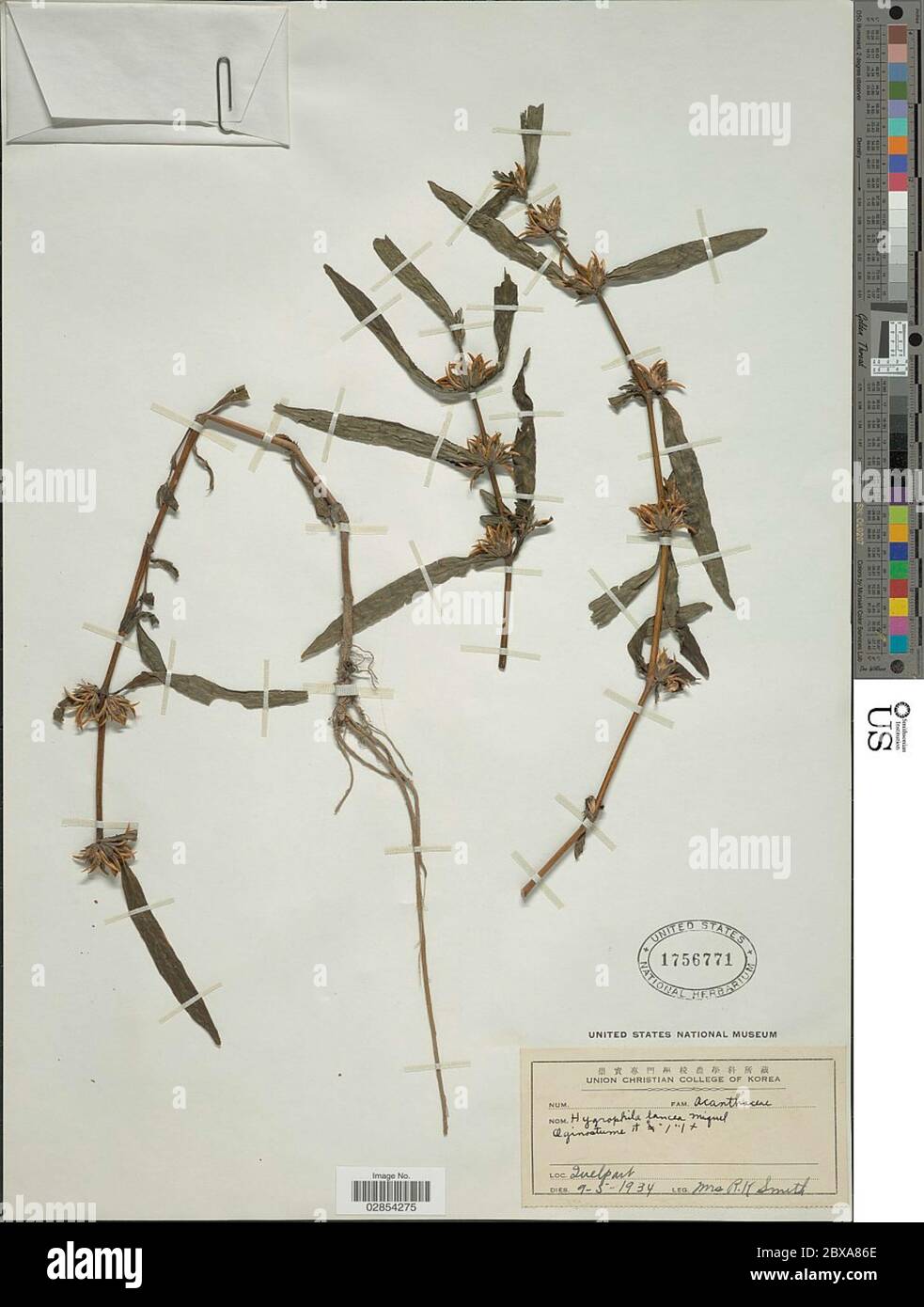 Hygrophila lancea Miq Hygrophila lancea Miq. Banque D'Images