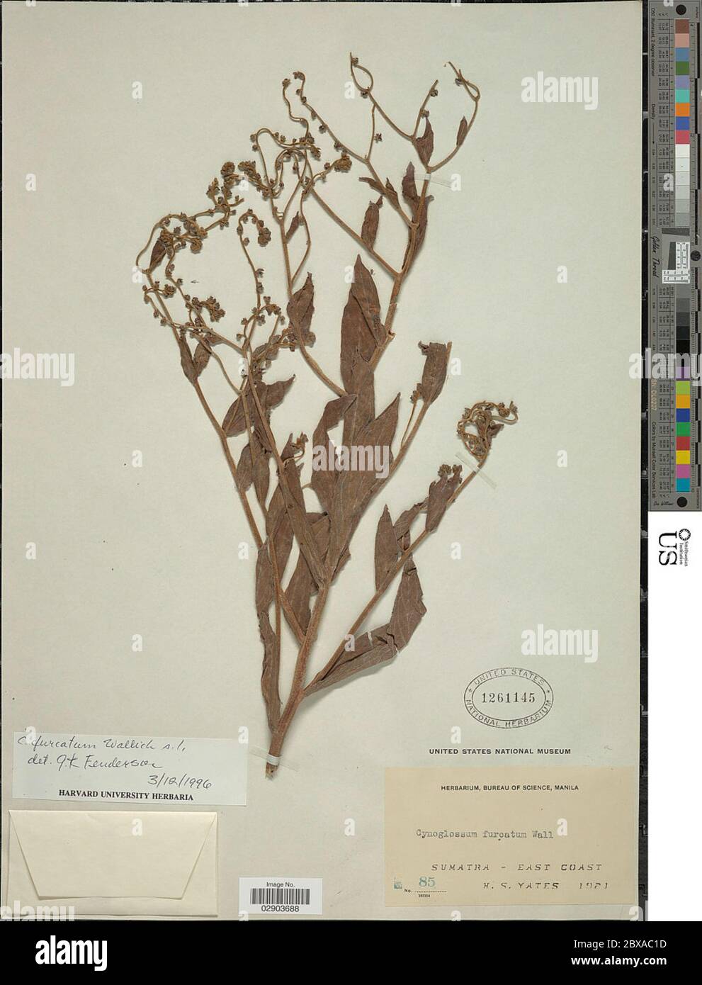 Paroi de Cynoglossum furcatum paroi de Cynoglossum furcatum. Banque D'Images