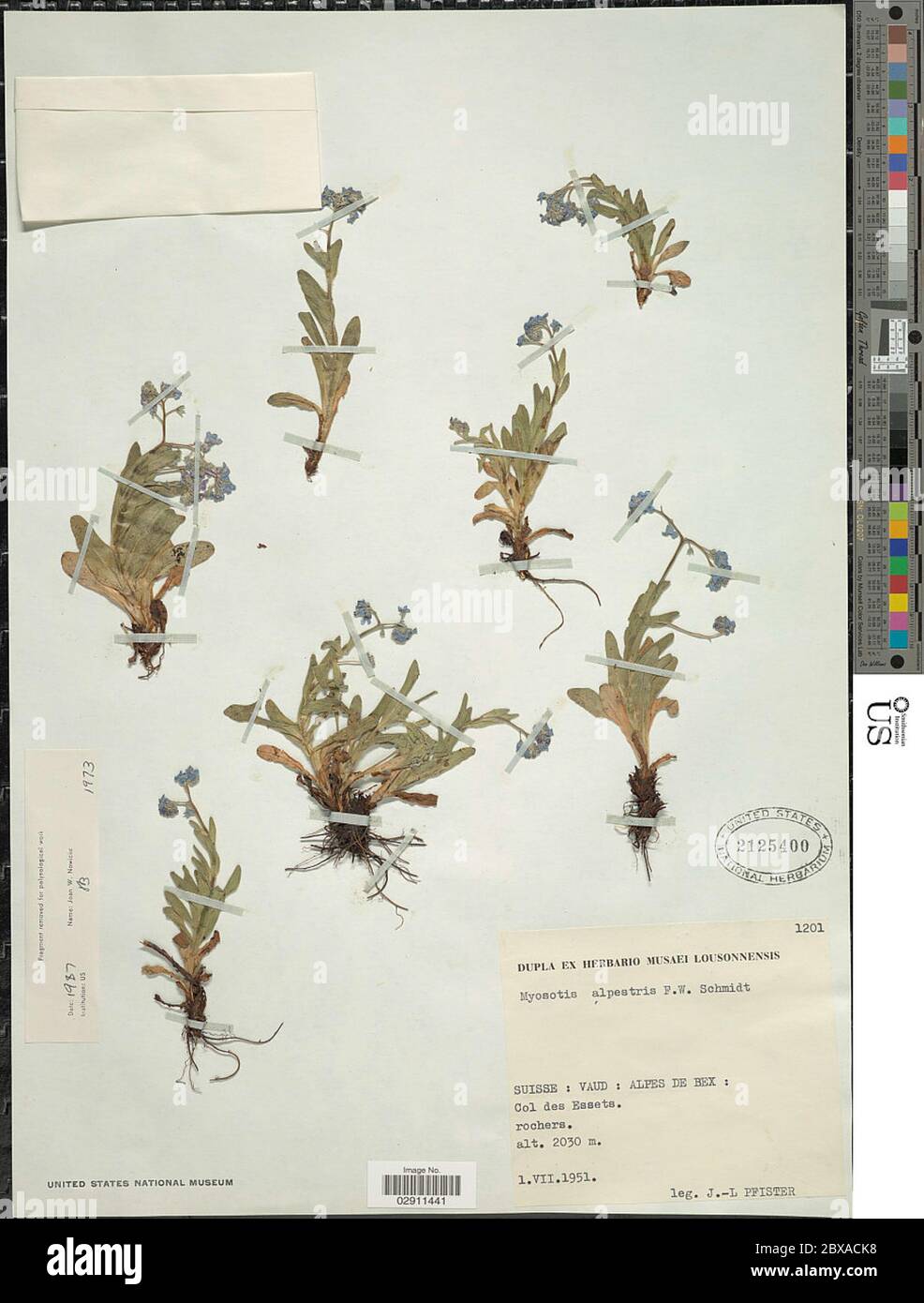 Myosotis alpestris FW Schmidt Myosotis alpestris FW Schmidt. Banque D'Images