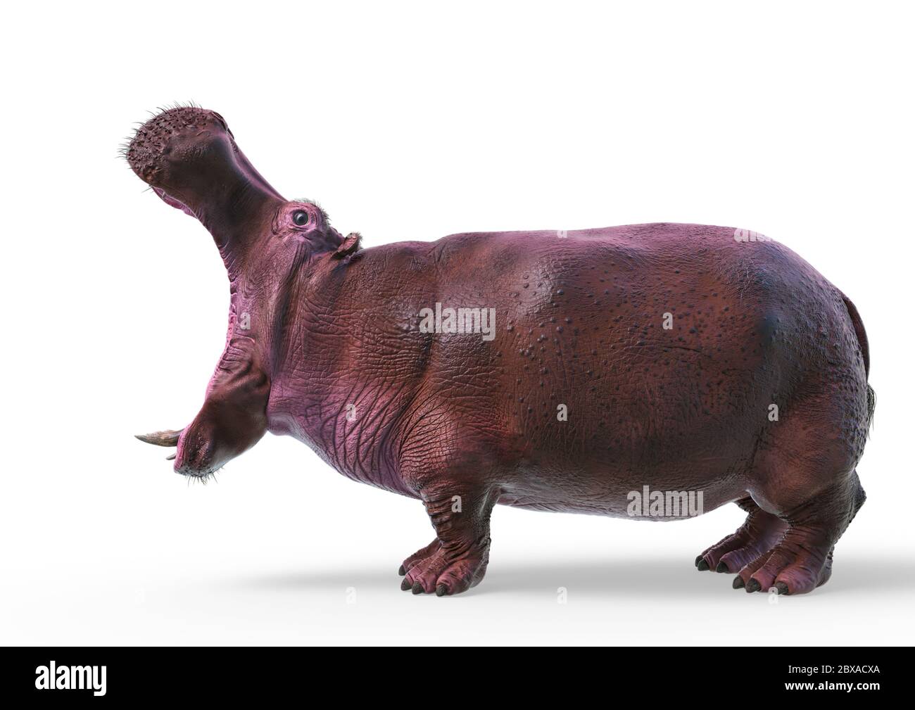 hippopotame sur fond blanc, illustration 3d Banque D'Images