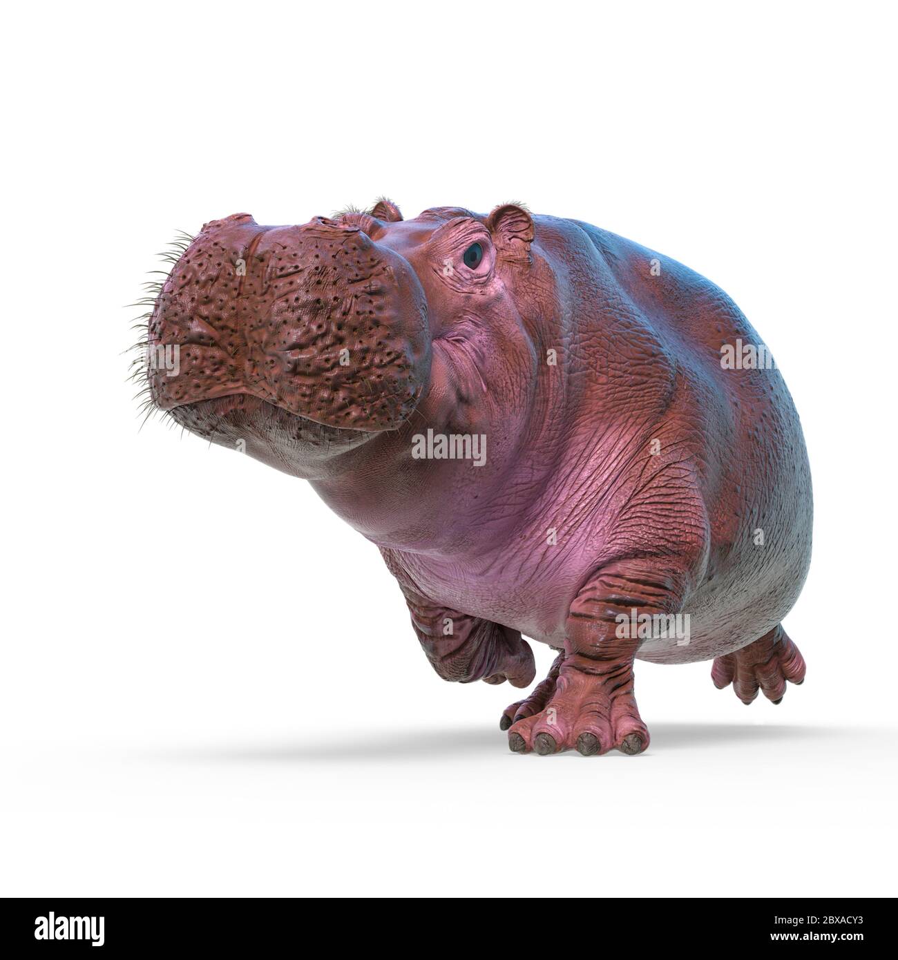 hippopotame sur fond blanc, illustration 3d Banque D'Images