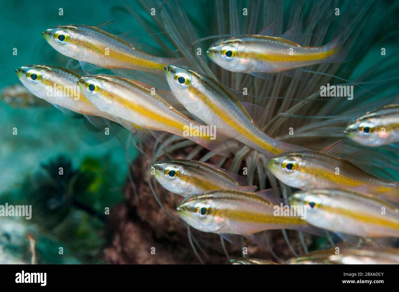 Minuscule cardinalfish [Apogon manus]. Puerto Galera, Philippines. Banque D'Images