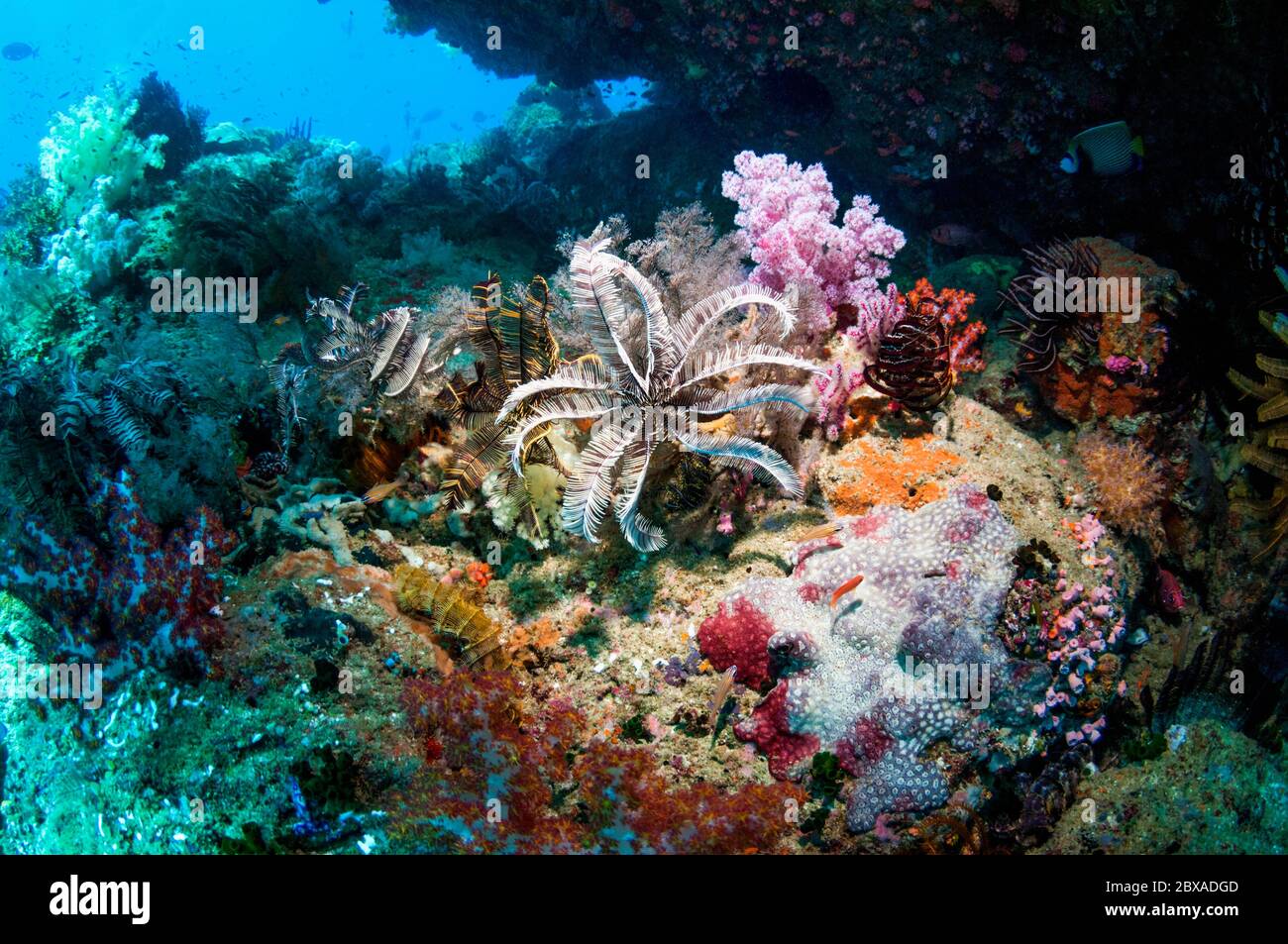 Récif de corail avec coraux mous [espèce Dendronephthya] et crinoïdes. Papouasie occidentale, Indonésie. Banque D'Images