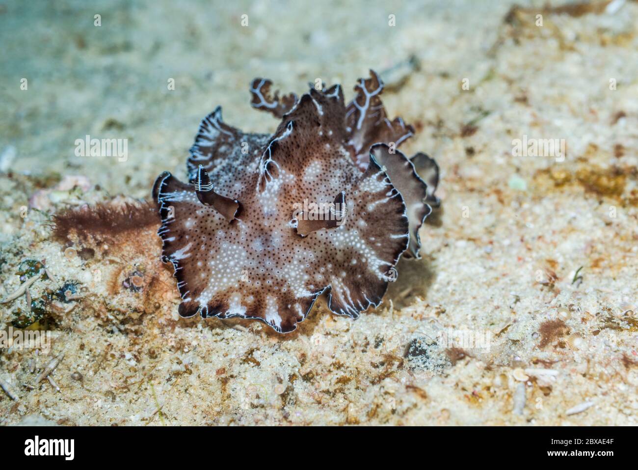 Dalcodoris - Dalcodoris boholiensis. Papouasie occidentale, Indonésie. Indo-Pacifique Ouest. Banque D'Images