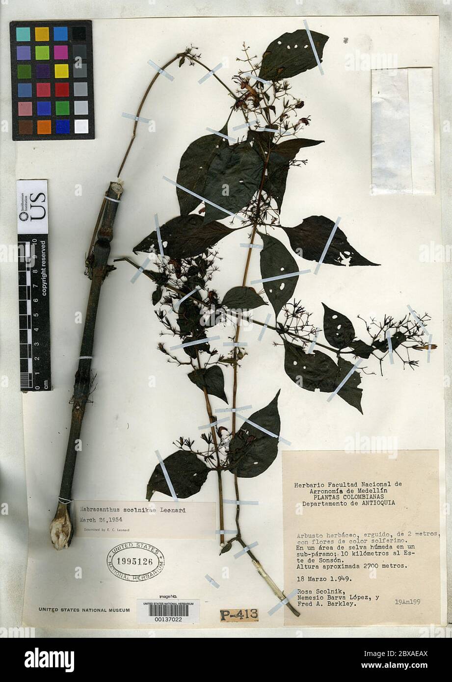 Habracanthus scolnikae Leonard Habracanthus scolnikae Leonard. Banque D'Images