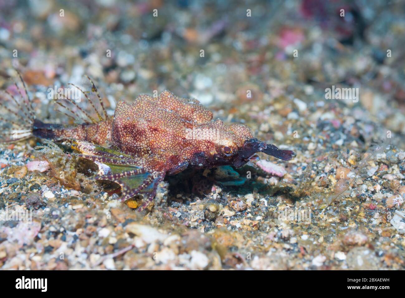 Dragonfish court, Moth de la mer du Dragon, Pegasus [Europegasus draconis]. Détroit de Lembeh, Soulawesi du Nord, Indonésie. Banque D'Images