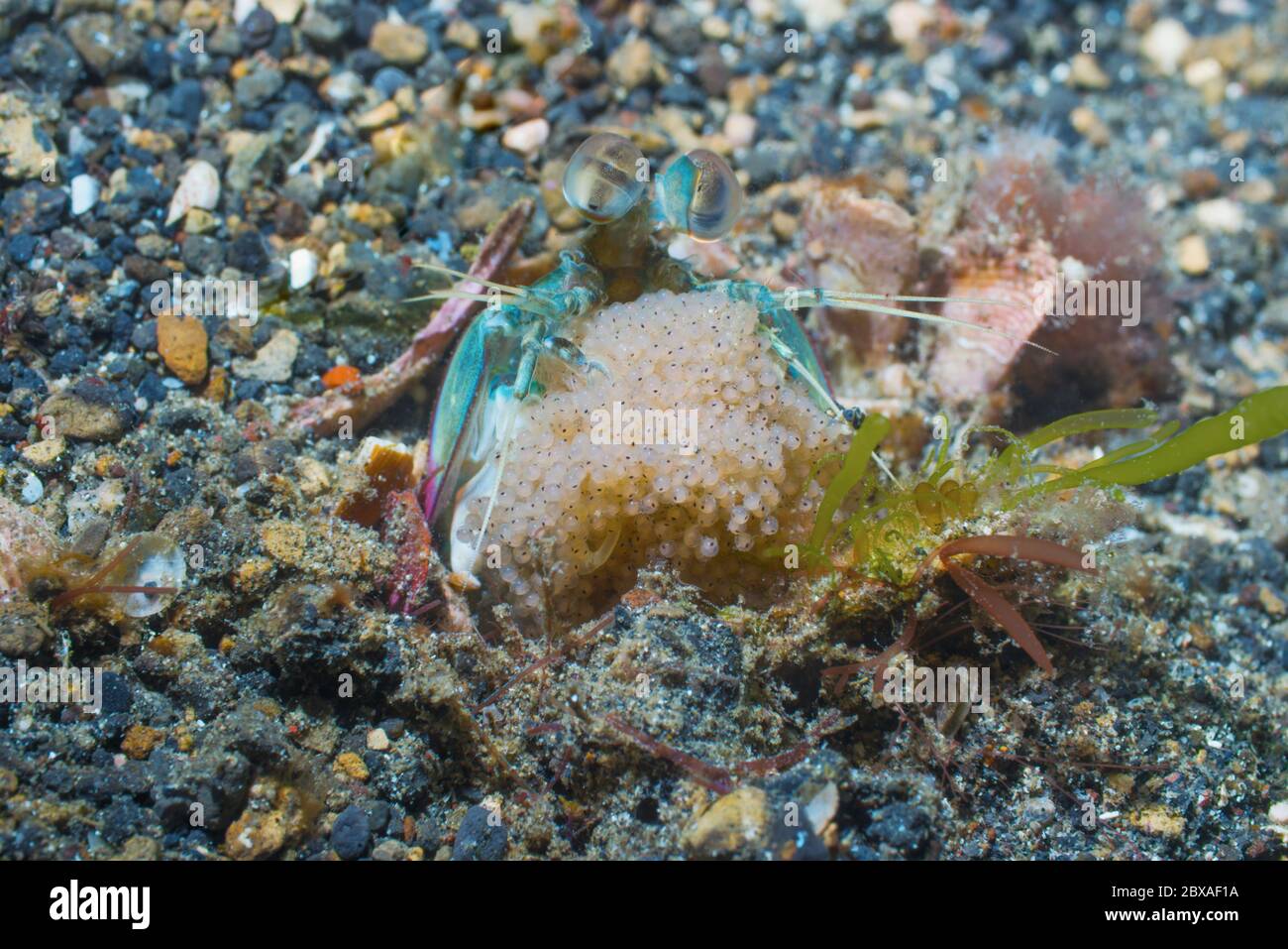 Crevettes de Mantis à oreilles roses [Odontodactylus latirostris] avec masse d'oeufs. Détroit de Lembeh, Norht Sulawesi, Indonésie. Banque D'Images