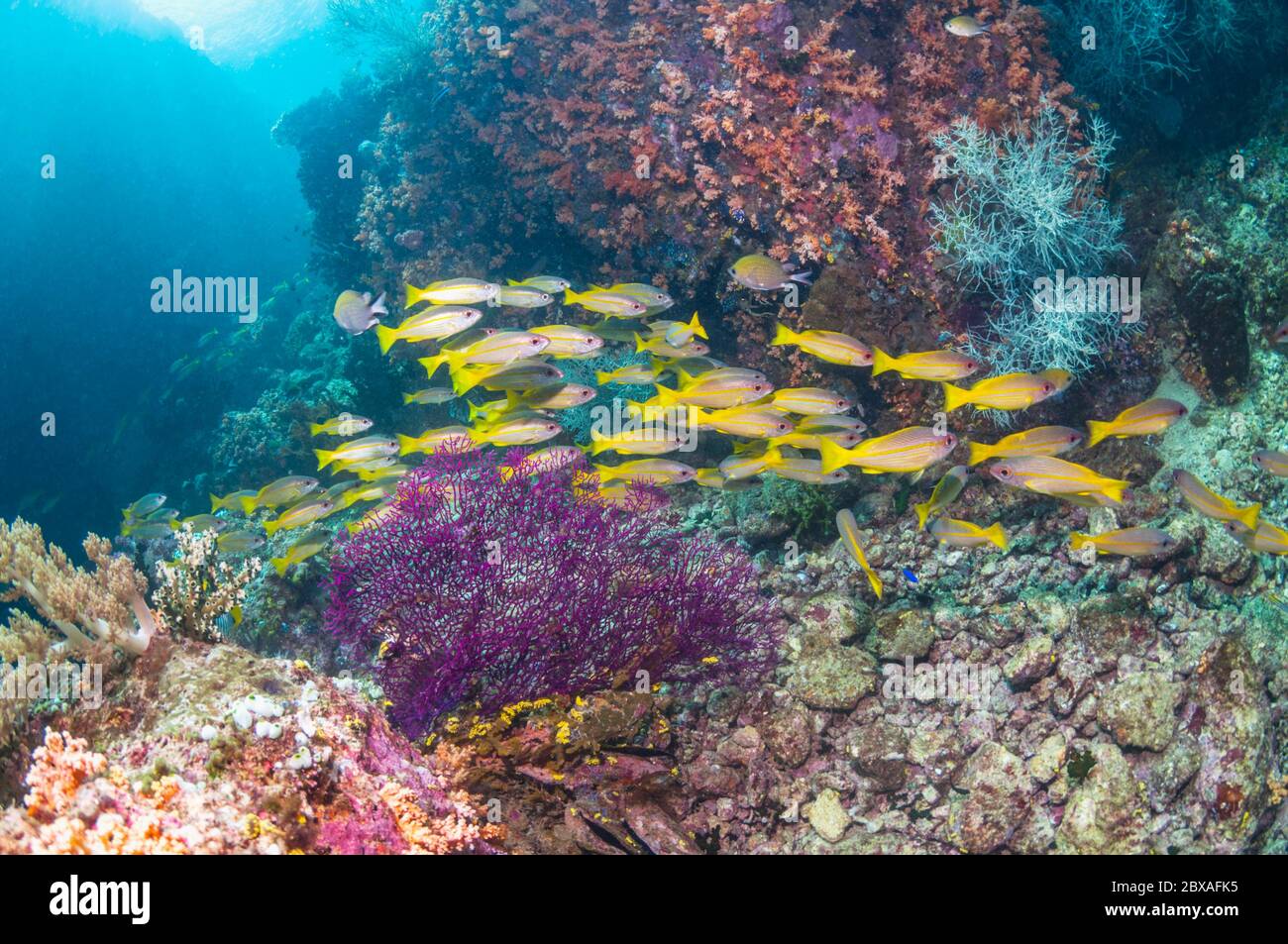 Paysage avec des récifs coralliens vivaneaux obèse [Lutjanus lutjanus]. La Papouasie occidentale, en Indonésie. Banque D'Images