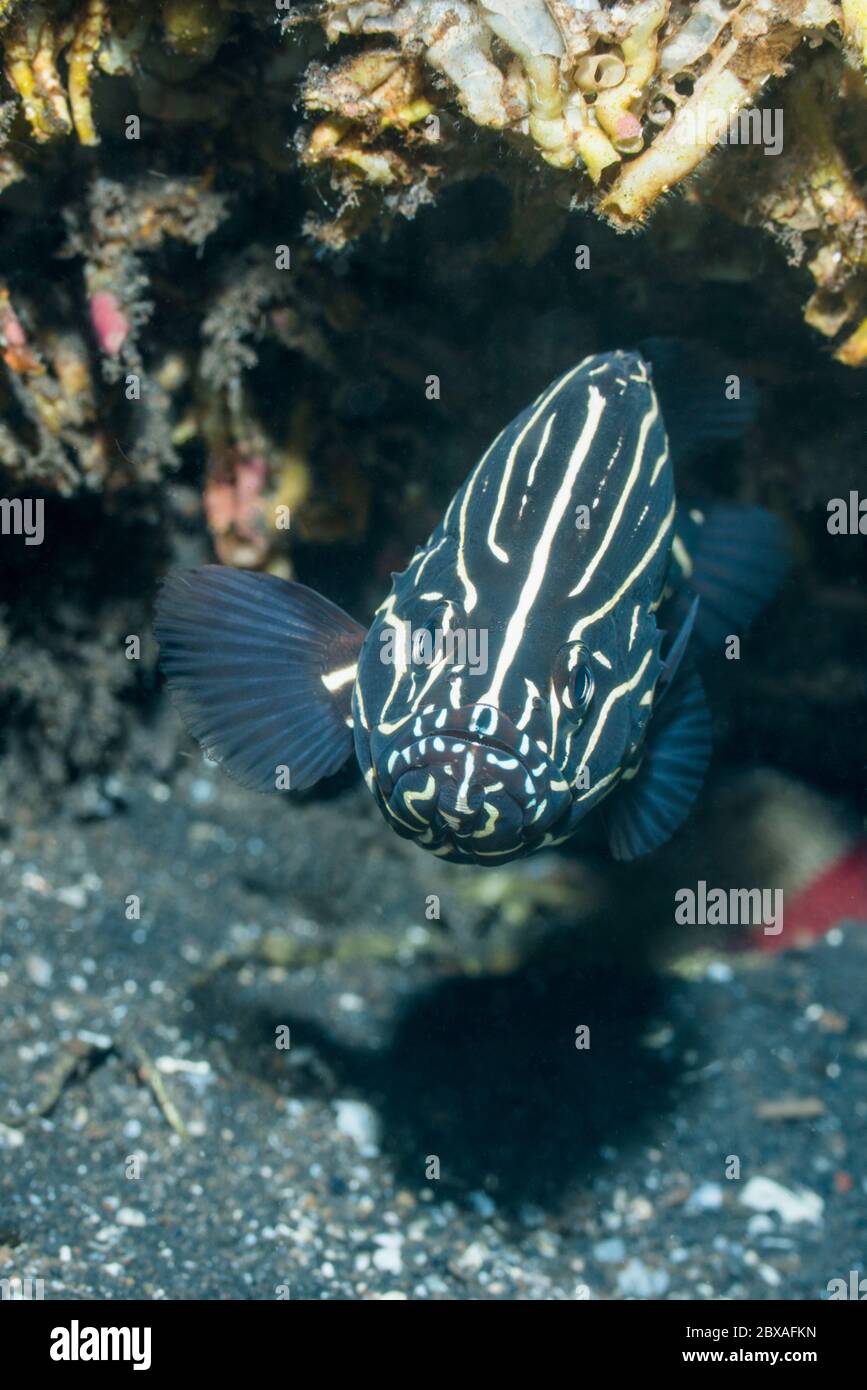 Poisson-de-mer Sixstrié [Grammismes sexlineatus]. Détroit de Lembeh, Soulawesi du Nord, Indonésie. Banque D'Images