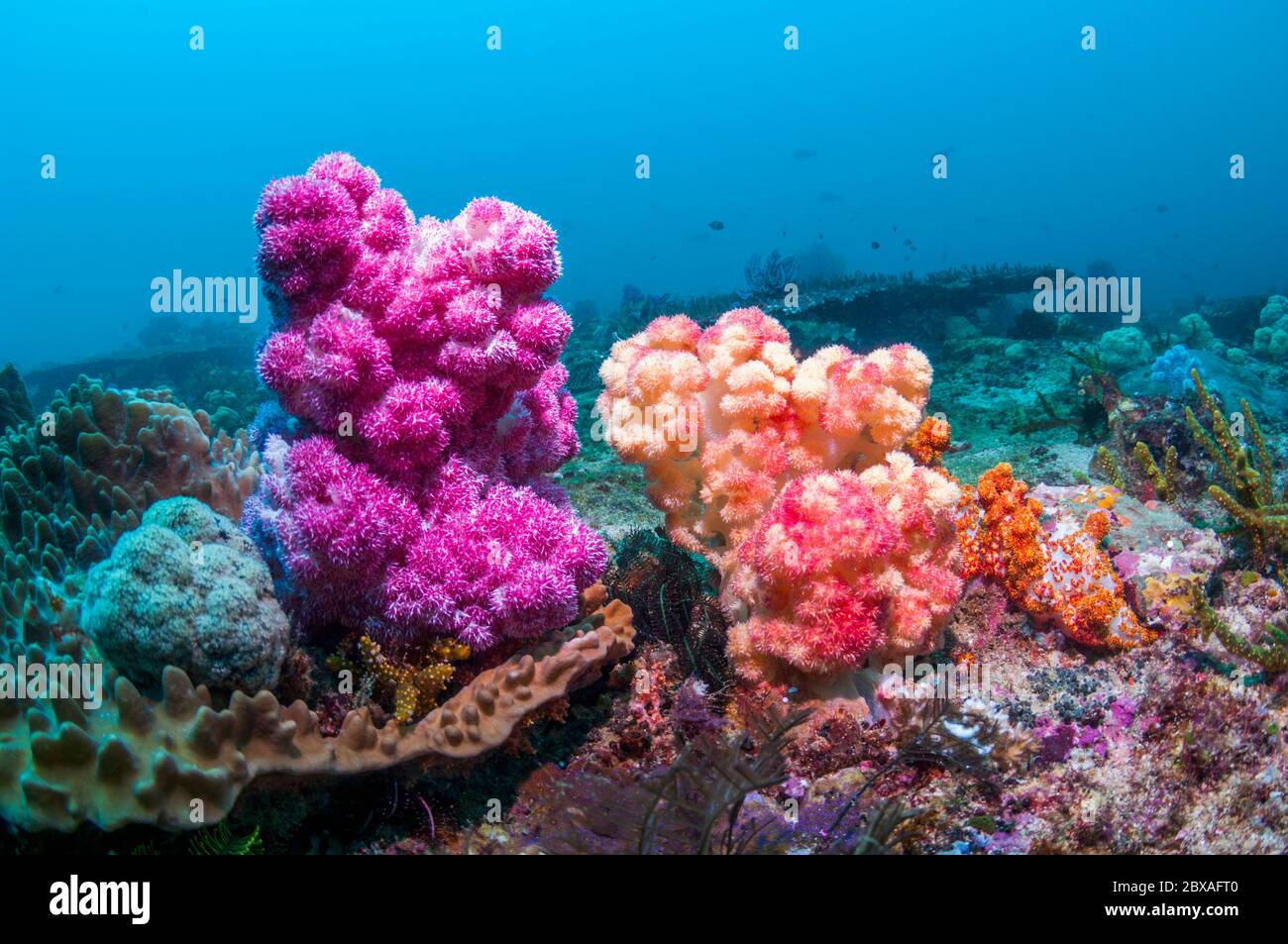Corail mou sur le récif. Papouasie occidentale, Indonésie. Banque D'Images