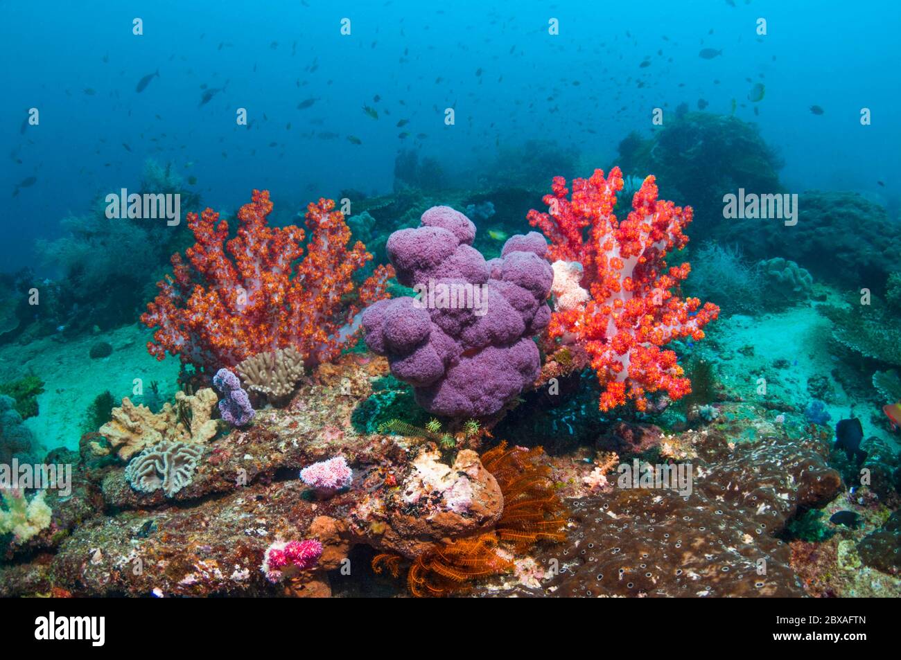 Corail mou sur le récif. Papouasie occidentale, Indonésie. Banque D'Images