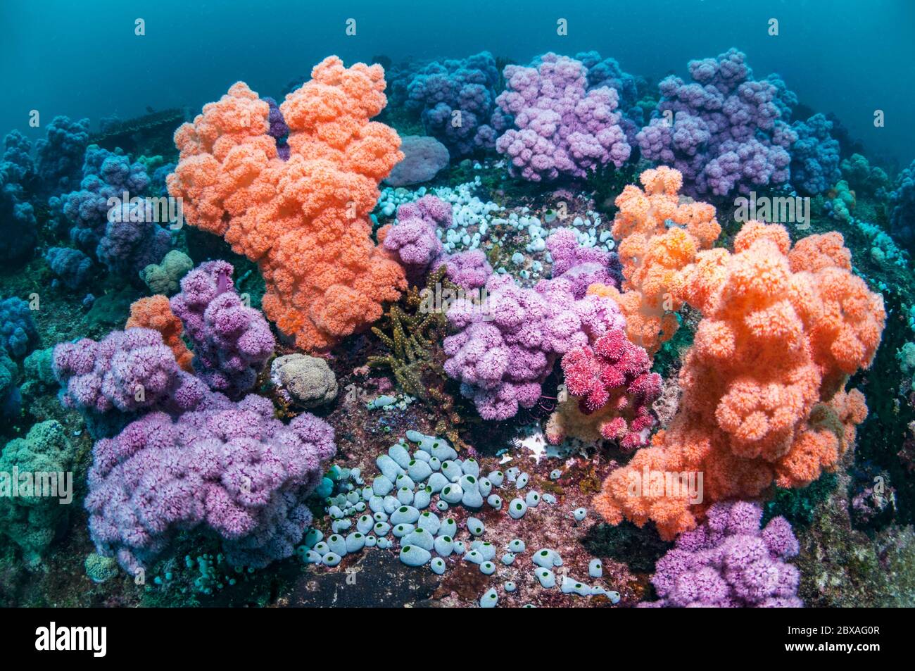 Corail mou sur le récif. Papouasie occidentale, Indonésie. Banque D'Images