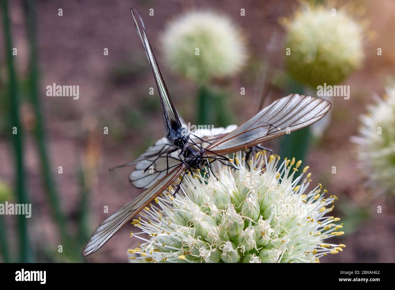 Deux papillons Aporia crataegi, le blanc à veiné noir, se marient sur la fleur d'oignon. Mise au point sélective Banque D'Images