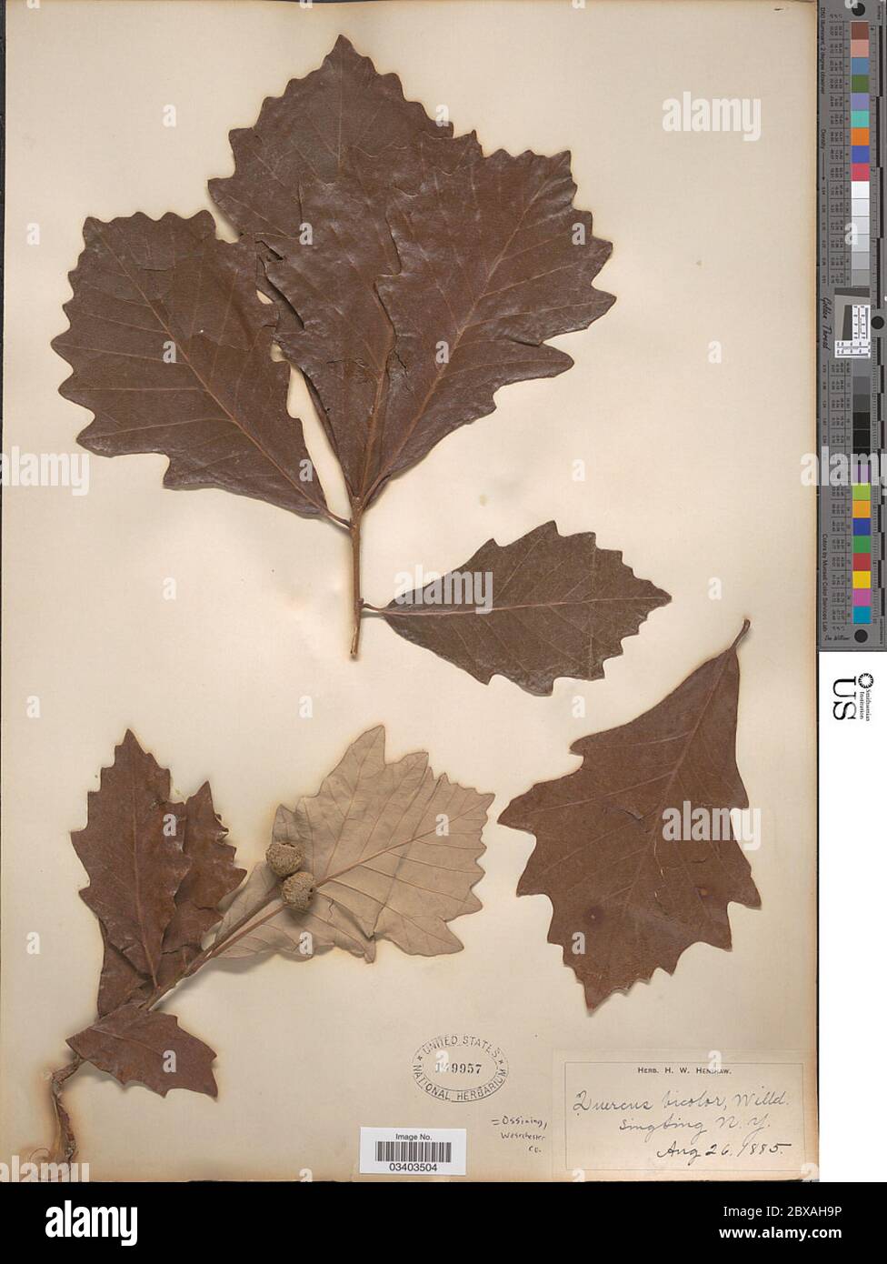 Quercus bicolor Willd Quercus bicolor Willd. Banque D'Images