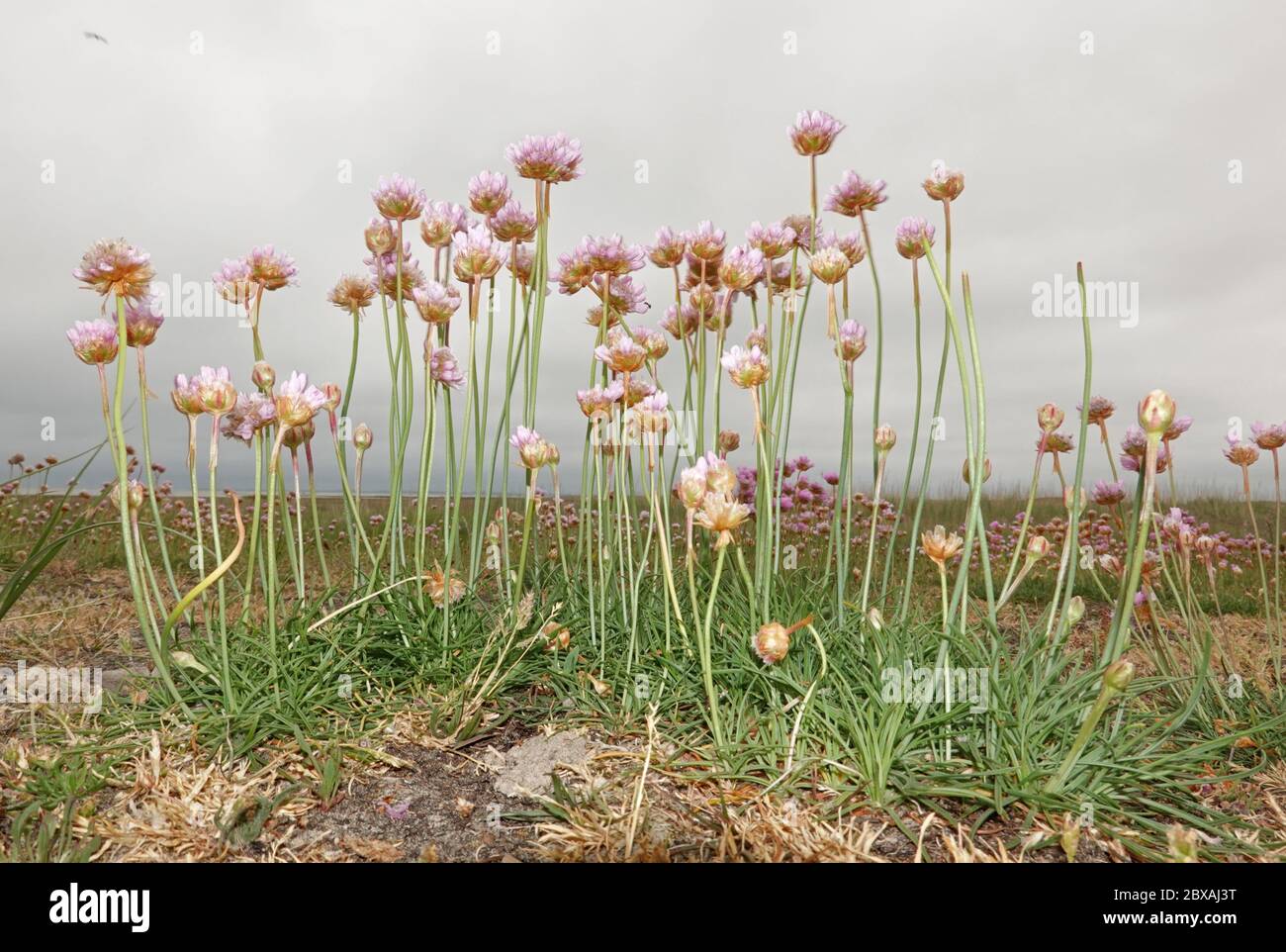 Une souche de Thrift de la mer en fleurs sur un marais salé par une journée nuageux Banque D'Images