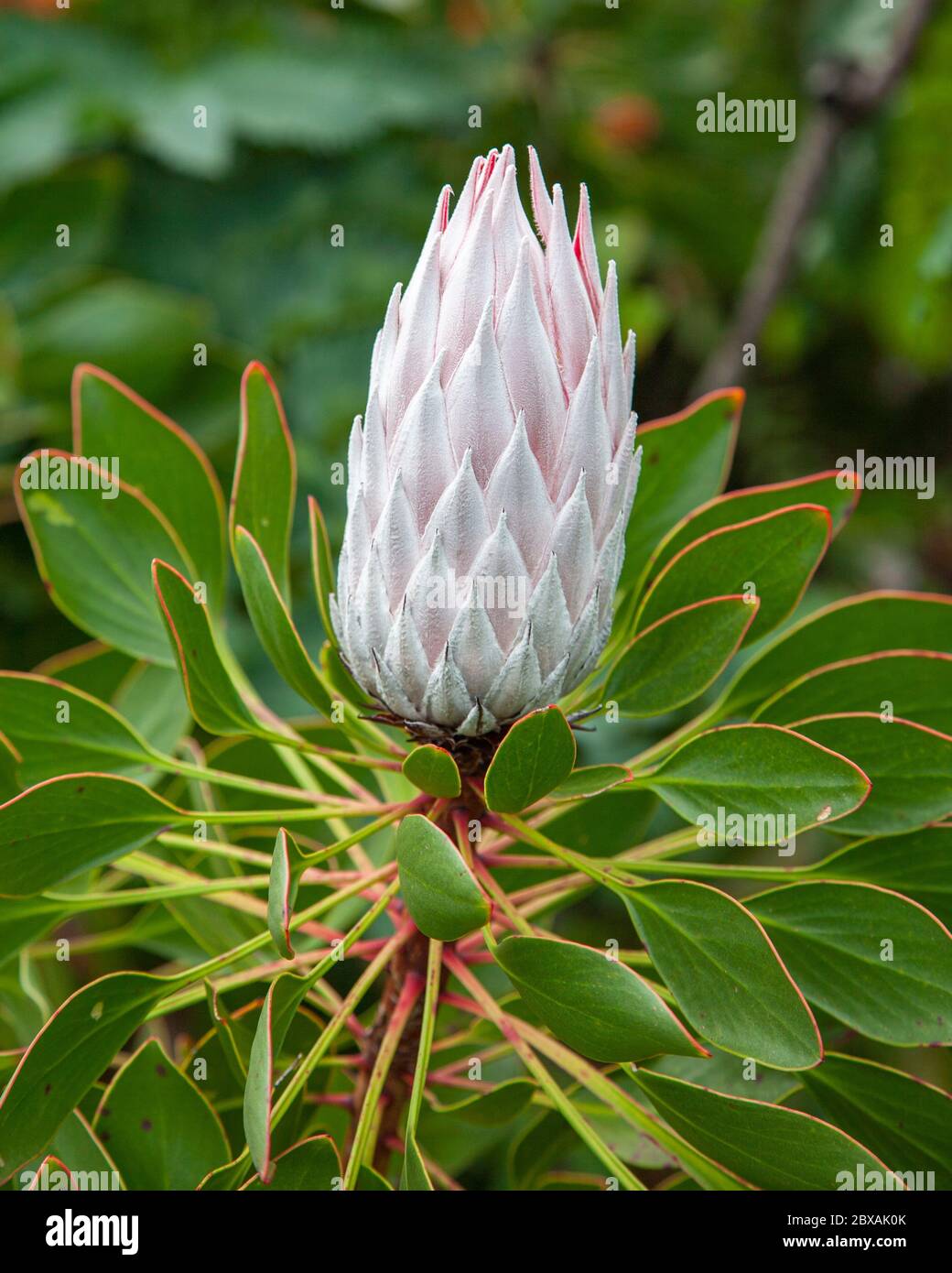 Roi Protea au stade des bourgeons, la fleur nationale de l'Afrique du Sud Banque D'Images