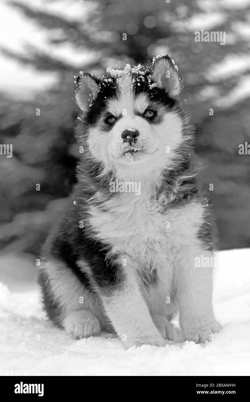 Chiot Husky sibérien, six semaines, assis dans la neige, portrait, gros plan Banque D'Images